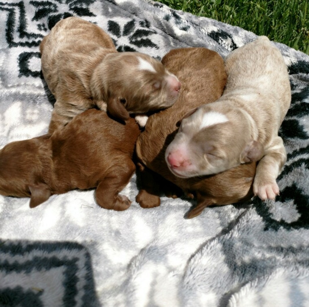 goldendoodle newborn puppies