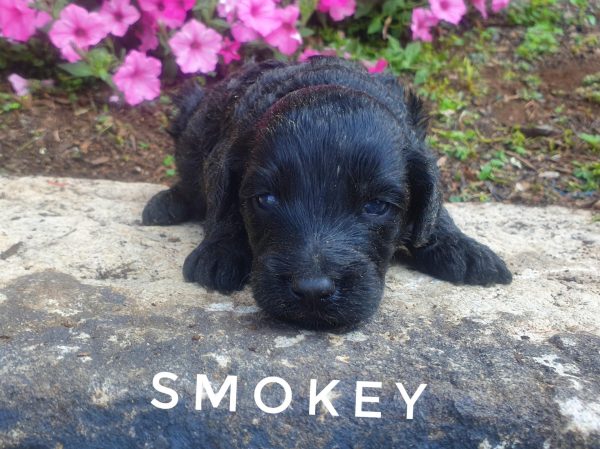smokey 1