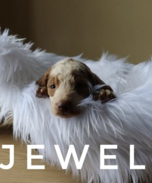 Jewel1