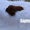 Daphne2 1