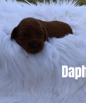 Daphne2 1