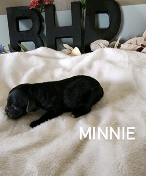 Minnie1