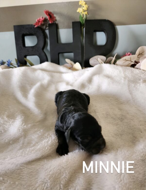 Minnie2