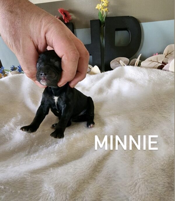 Minnie3