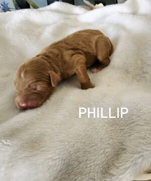 Philip2
