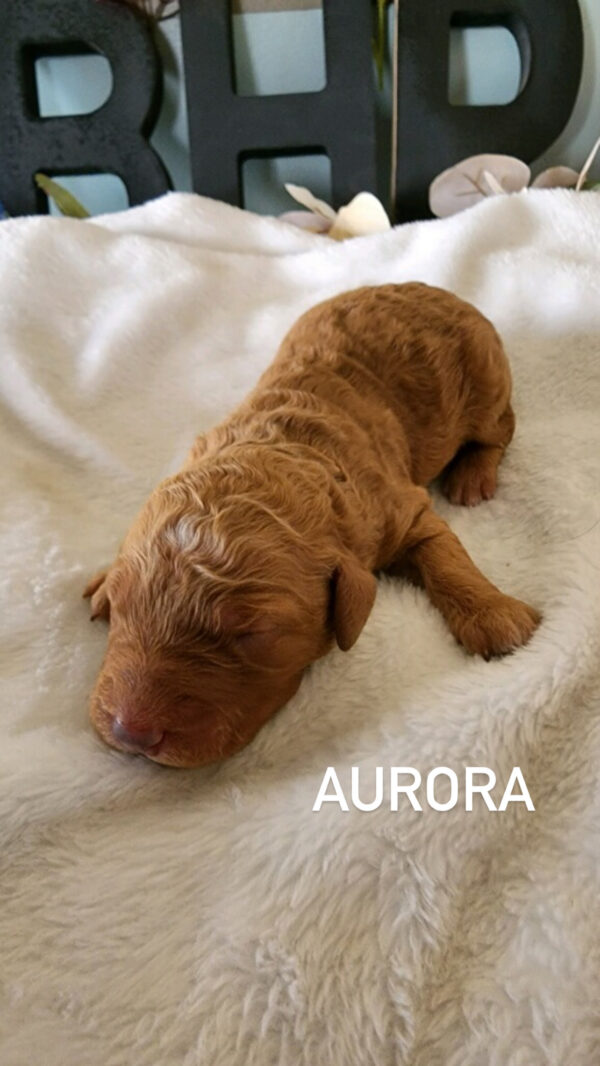 Aurora1