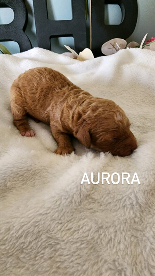 Aurora3