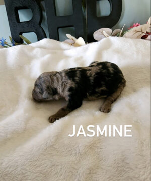 Jasmine1
