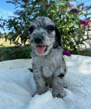 Blue Merle Mini Goldendoodle Puppies for sale